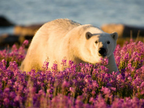 El verano del oso polar