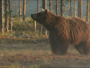 Una Hermandad De Osos: En Los Bosques De Escandinavia 