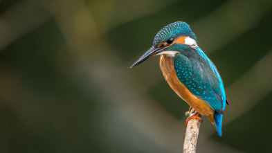 Parcs de llegenda (T1): Espai natural de les Guilleries-Savassona