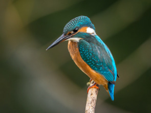 La ciutat de les... (T1): Espavilades, juganeres i amoroses, les fures són uns animals domèstics espectaculars