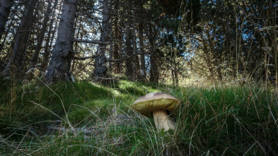 Caçadors de bolets (T2011): Les cuineres de Sils