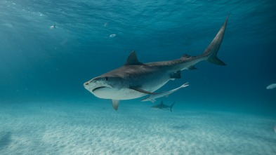 Tiburones blancos de Guadalupe 