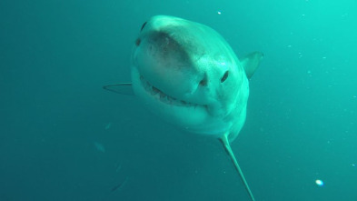 Hermanos y tiburones