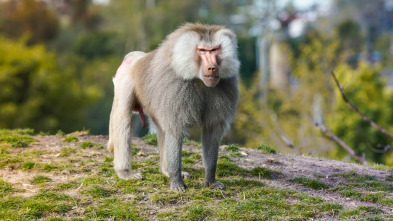 El zoo de San Diego: Bienvenido a nuestro mundo