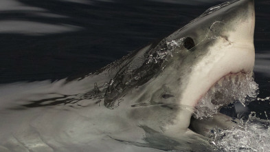 La extinción del tiburón blanco