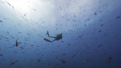 Shark week: lo mejor del año