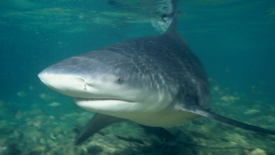 Tiburón pulpo en Andros Island