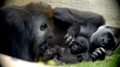 Crónicas del zoo (T1): Ep.7 