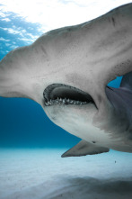 Tiburones blancos de Guadalupe 