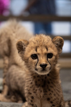 El zoo de San Diego: Mkhaya descubre su trompa