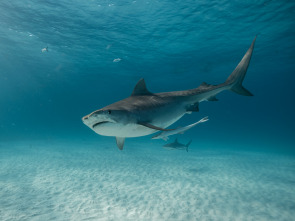 Tiburones blancos de Guadalupe 