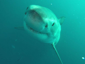 Hermanos y tiburones