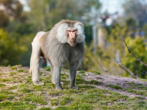 El zoo de San Diego: Yeti y las crías