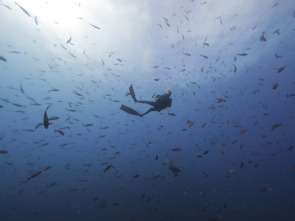 Shark week: lo mejor del año