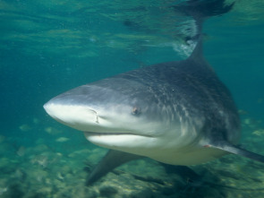 Tiburón pulpo en Andros Island