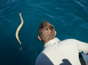 Tiburón vs. Serpiente