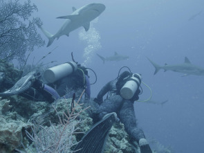 El tiburón del Triángulo de las Bermudas