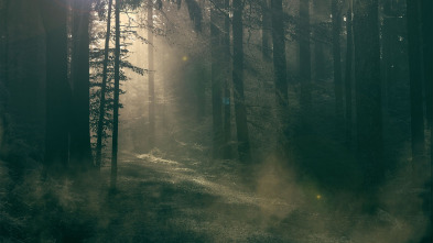 Este bosque está embrujado: Ep.7