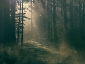 Este bosque está embrujado 