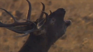 Extremadura salvaje