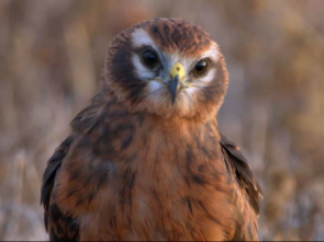 Aguilucha, el espíritu indomable de una especie amenazada