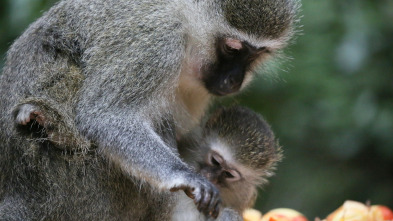 Mamás del reino animal: Crecer