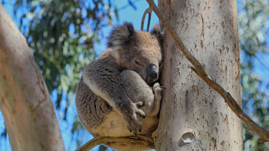 La vida secreta de los koalas 