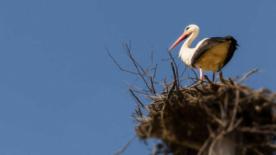 Las historias del bosque mediterráneo 