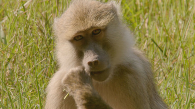 Cuentos de Zambia: Safari CSI