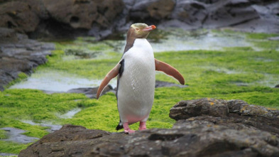 El reino de los pingüinos