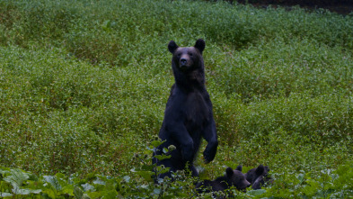 Depredadores de los...: El reino del oso