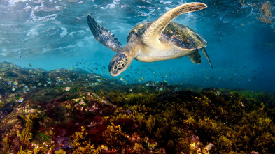 Mediterráneo: un mar en peligro 