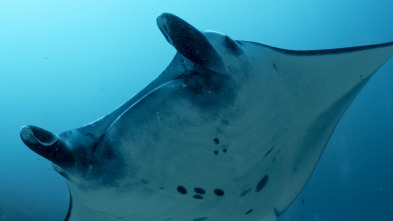 Into the blue: Bahía de tritón