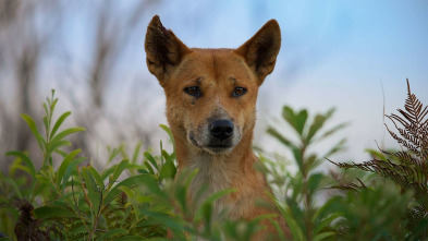 Perros salvajes: Los secretos del éxito