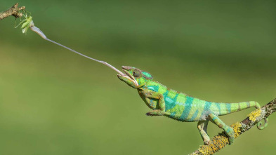 Animales al natural: Reptiles