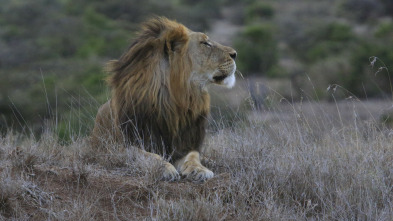 Matriarcados del reino animal