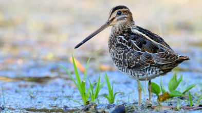 La gran estación de tránsito de las aves: el Marja