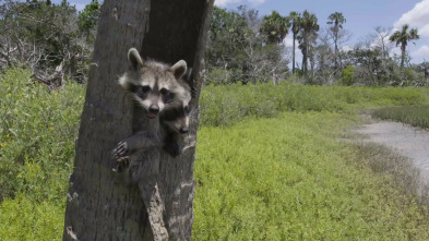 El mapache, el rey de la supervivencia