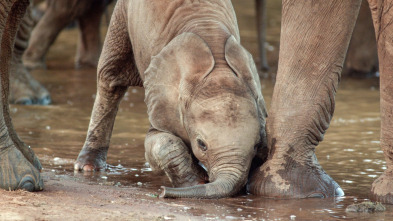 Érase una vez en Tsavo: Supervivencia