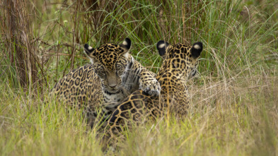 Nacido para ser salvaje: Frida, la cachorra de jaguar