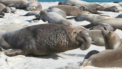 La vida secreta de las focas