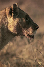 Hermanos leones: de cachorros a reyes