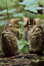 Pequeños felinos, grandes personalidades