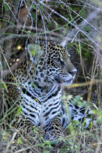 Nacido para ser salvaje: Frida, la cachorra de jaguar