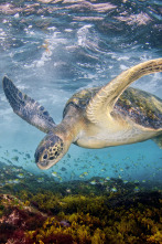 El Mediterráneo, la vida bajo el asedio 