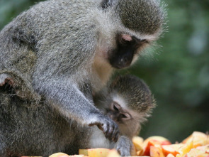 Mamás del reino animal 