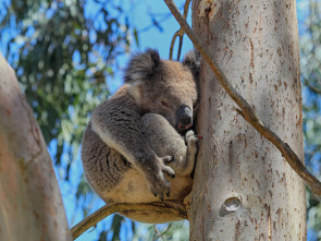 La vida secreta de los koalas 