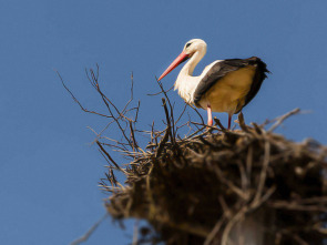 Las historias del bosque mediterráneo 