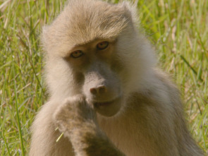 Cuentos de Zambia: Safari CSI