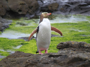 El reino de los pingüinos